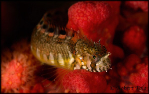 Warbonnet in red by Robert Polo 